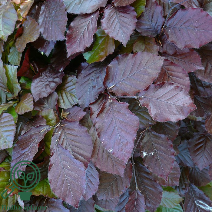 Rødbøg (Fagus s. ‘Purpurea’)