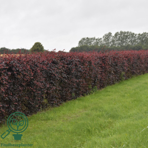 Rødbøg (Fagus s. ‘Purpurea’)