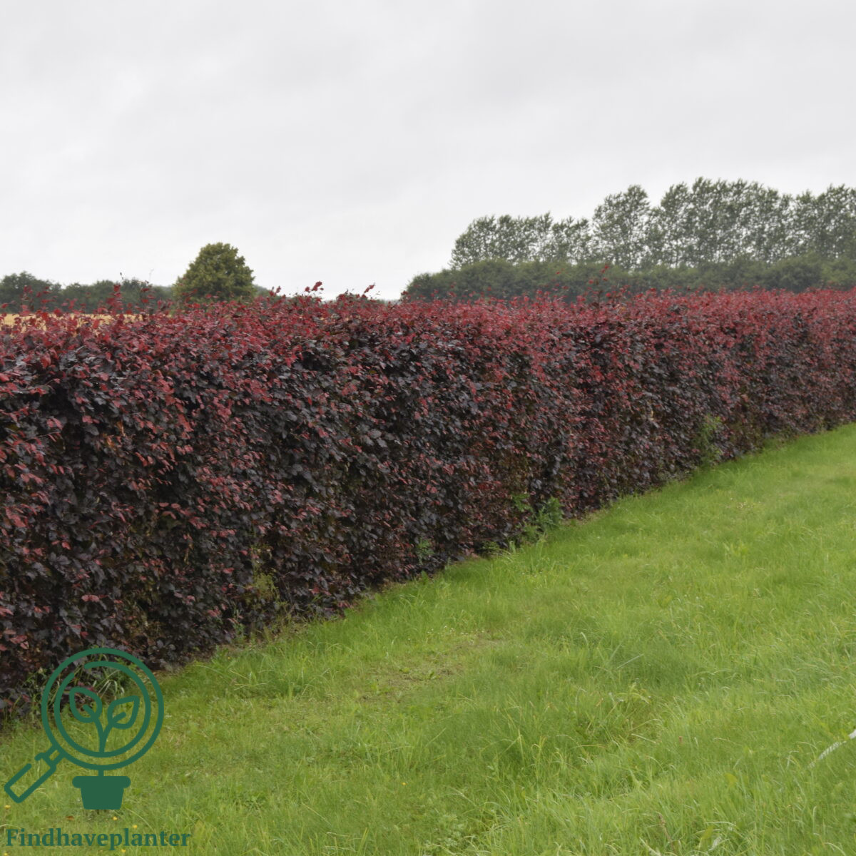 Rødbøg (Fagus s. ‘Purpurea’)