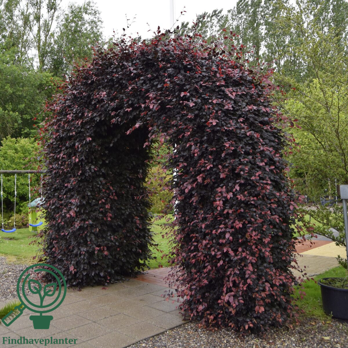 Rødbøg (Fagus s. ‘Purpurea’)