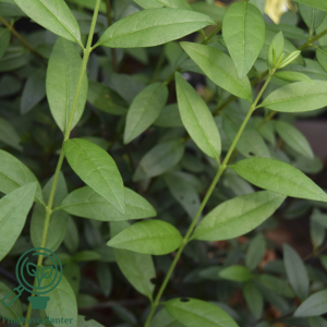 Liguster ‘Atrovirens Select’