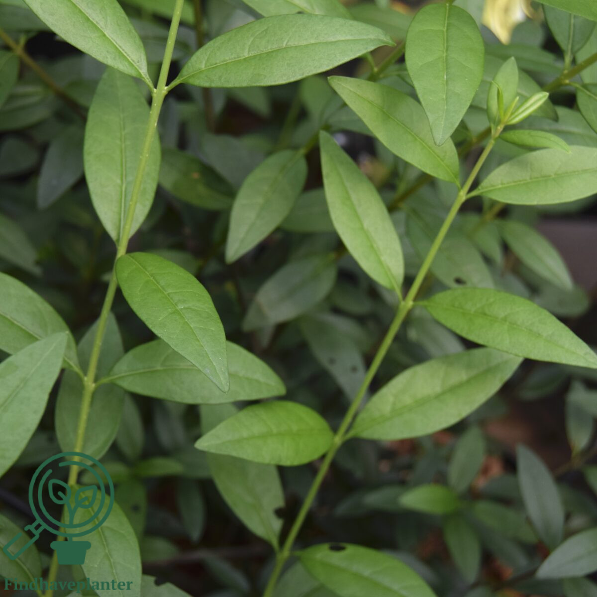 Liguster ‘Atrovirens Select’