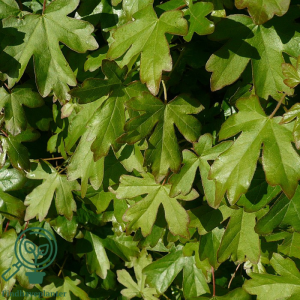 Naur (Acer campestre)