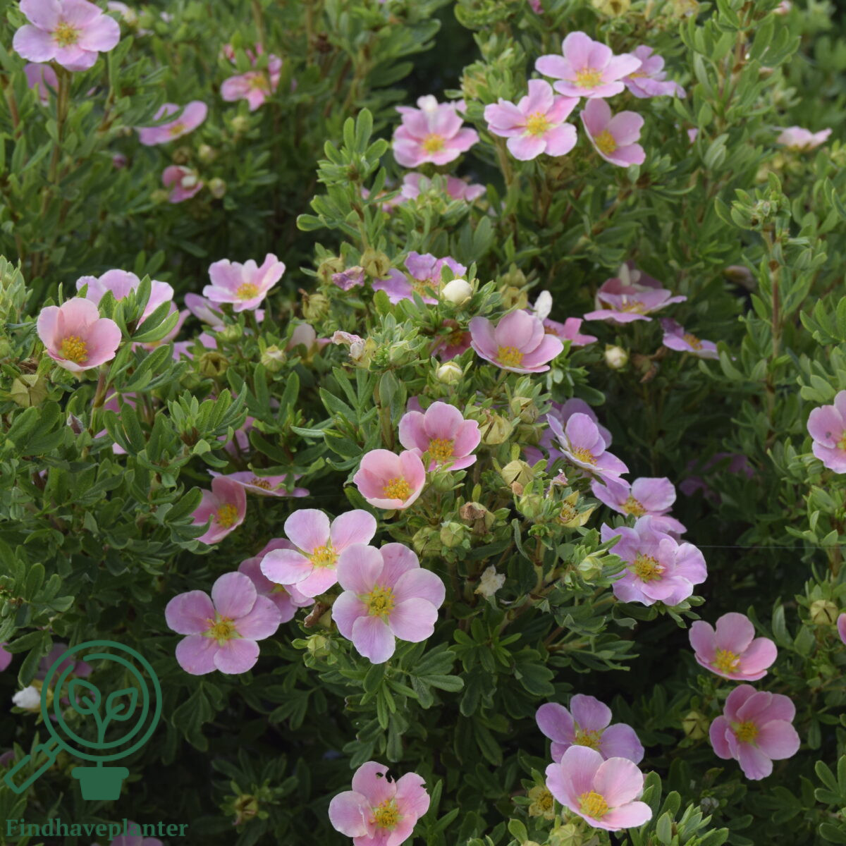 Potentilla ‘Lovely Pink’