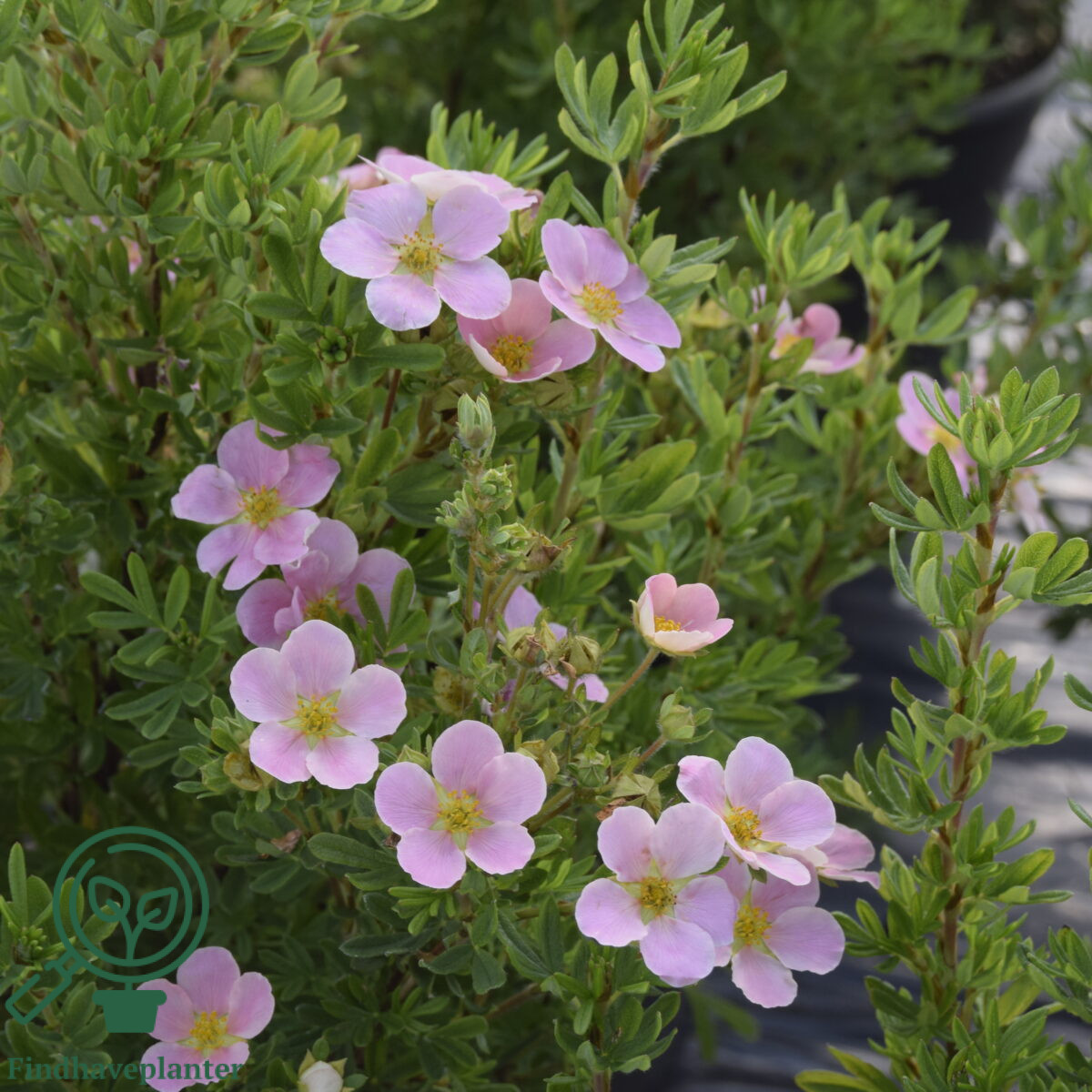 Potentilla ‘Lovely Pink’