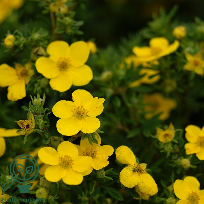 Potentilla ‘Goldfinger’