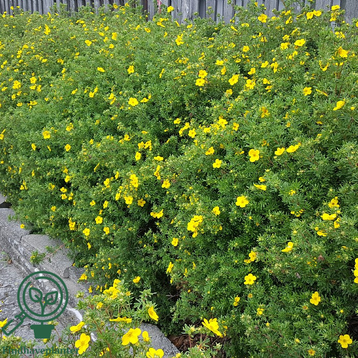 Potentilla ‘Goldfinger’