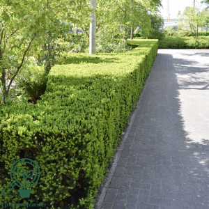 Taks (Taxus baccata)