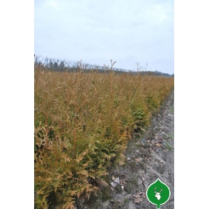 Thuja ‘Brabant’ (Thuja occidentalis)