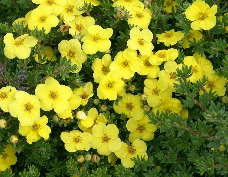 Potentilla ‘Kobold’