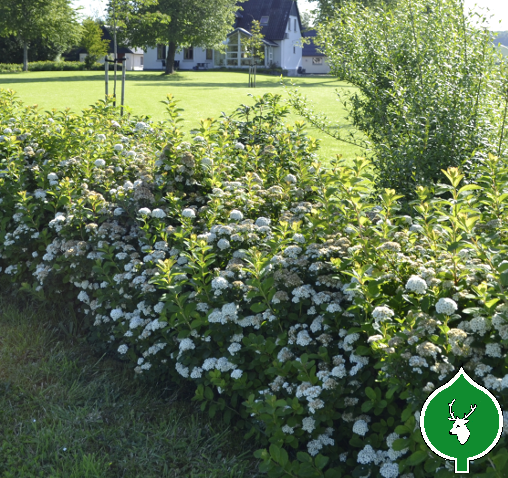 Birkebladet spiræa (Spiraea betulifolia)