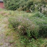 Tilgroet bed med vildtvoksende stauder og ukrudt ved et hus