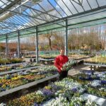 Mand i rødt holder stedmoderblomster i et drivhus fyldt med forårsblomster