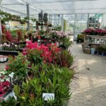 Drivhus med blomstrende planter i pink og rød på borde og stativer