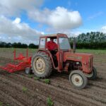 Mand kører en rød traktor med redskab mellem rækker af små planter i marken