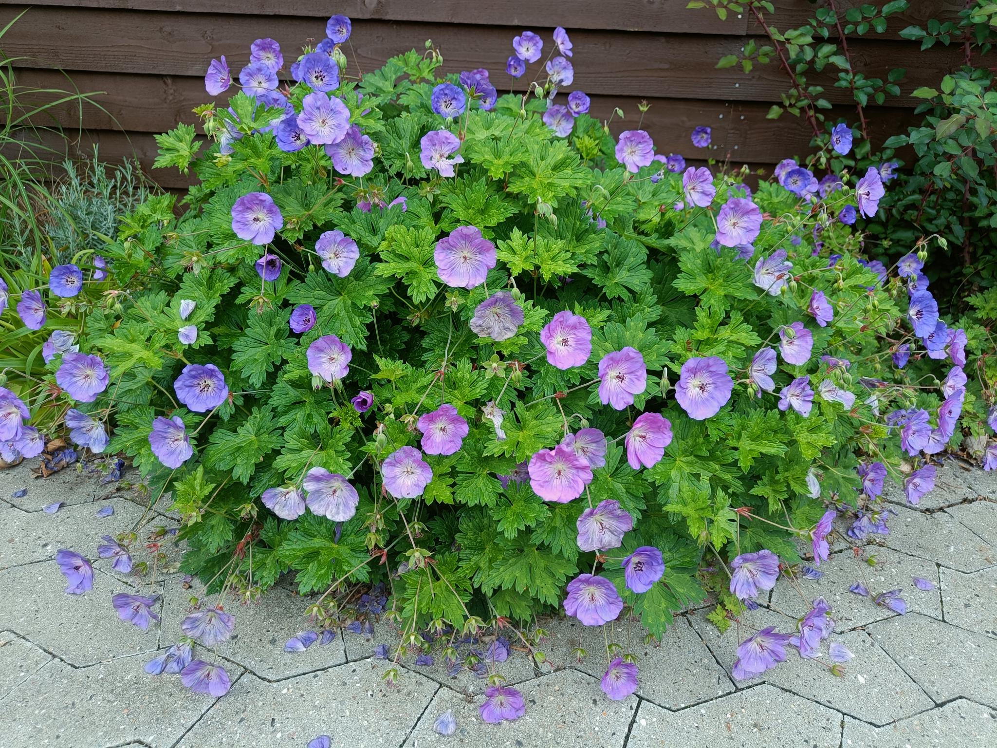 Gartnerens insektvenlige stauder i blå / lilla
