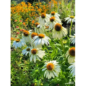 Blomsterbinderens snitblomster i gul/hvid