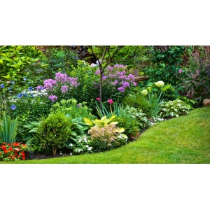 Blomsterbinderens snitblomster i blå