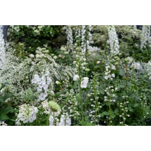 Blomsterbinderens snitblomster i hvid