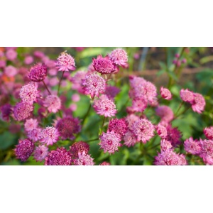 Blomsterbinderens snitblomster i rosa