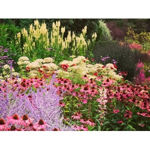 Blomsterbinderens snitblomster i rød/rosa/hvid