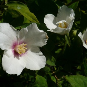 Gartnerens velduftende buske
