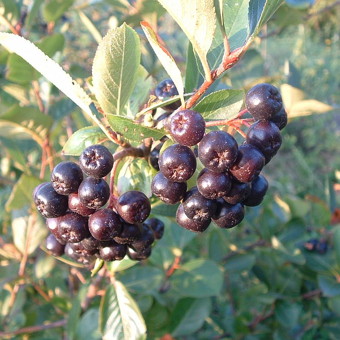 Gartnerens lave buske som insekterne elsker