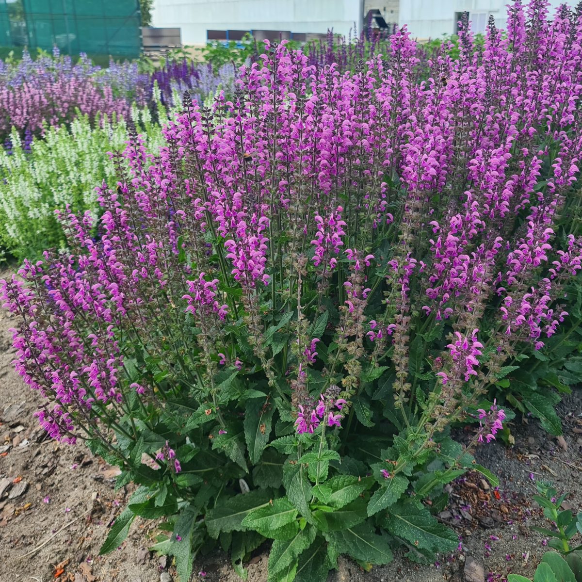 Gartnerens insektvenlige stauder i rosa / rød