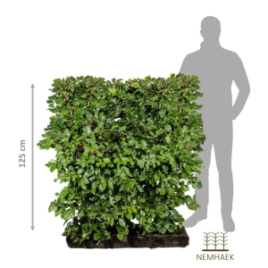 NemHæk 125cm modul bøg, Fagus sylvatica står i plantekasse