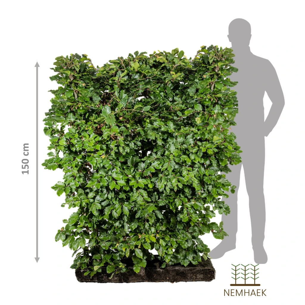 NemHæk 150cm modul bøg, Fagus sylvatica står i plantekasse