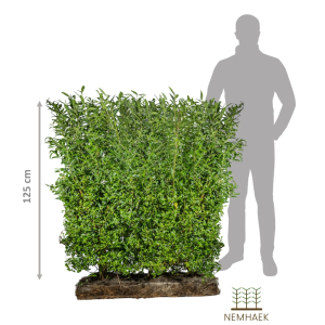 NemHæk Liguster ´Liga´ (Ligustrum vulgare)