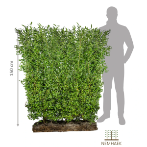 NemHæk Liguster ´Liga´ (Ligustrum vulgare)