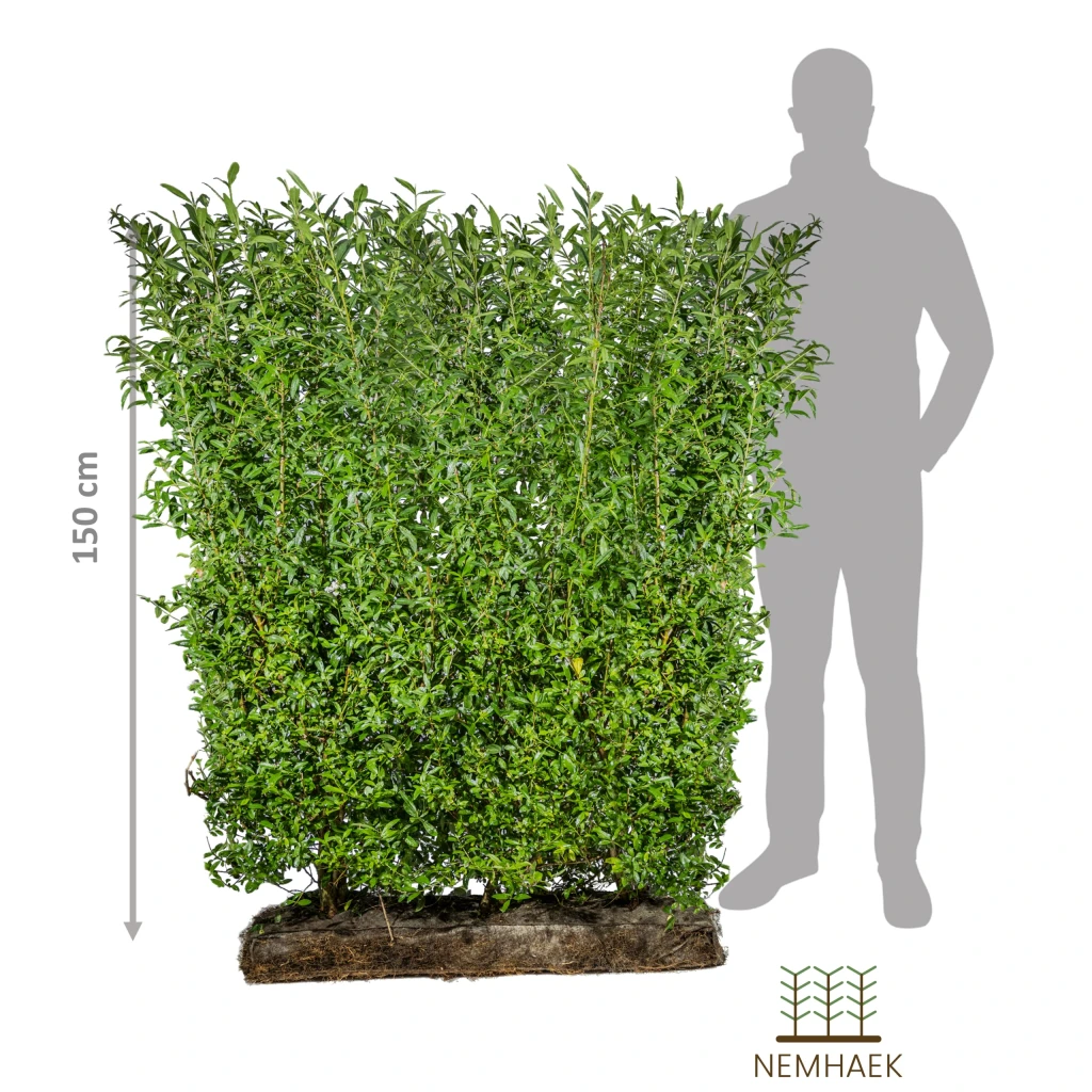 NemHæk Liguster ´Liga´ (Ligustrum vulgare)