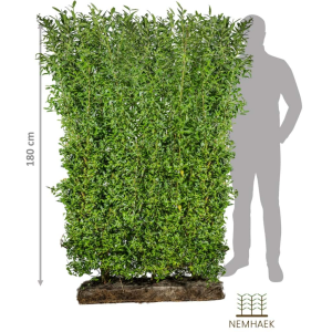 NemHæk Liguster ´Liga´ (Ligustrum vulgare)