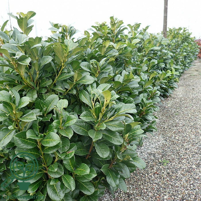 Kirsebærlaurbær ´Etna´ (Prunus laurocerasus)