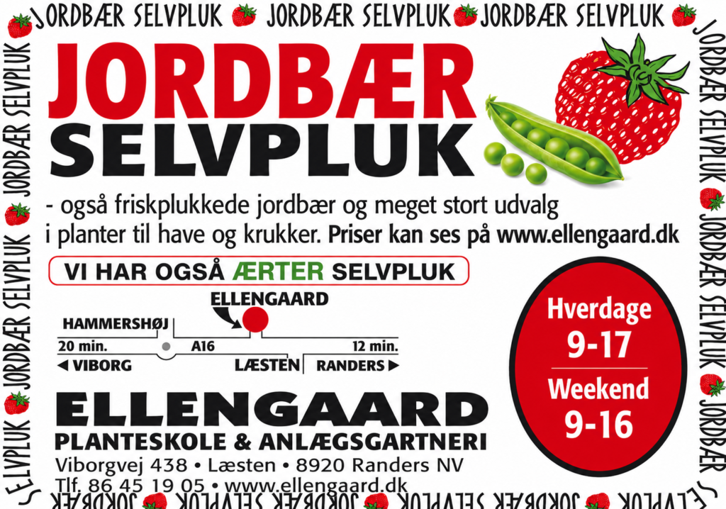 Annonce fra Ellengaard: jordbær- og ærteselvpluk, også planter til have og krukker. Hverdage 9-17, weekend 9-16