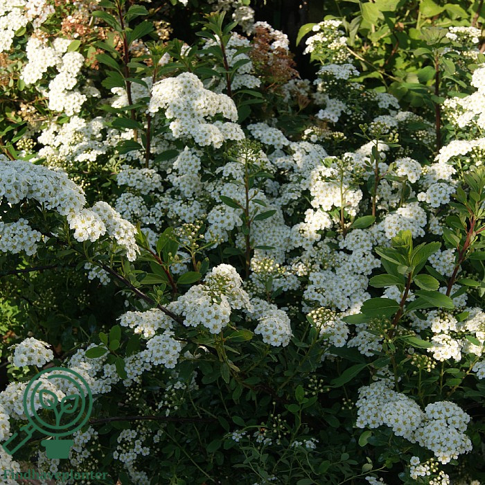 Busk med tætte klaser af små hvide blomster