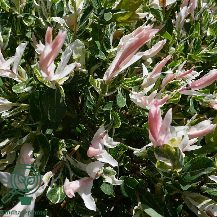 Pil 'Flamingo' med hvide og lyserøde skudspidser